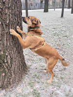 Собаки и кошки в добрые руки