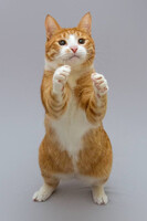 Собаки и кошки в добрые руки