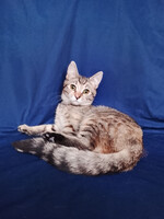 Собаки и кошки в добрые руки