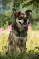 Собаки и кошки в добрые руки