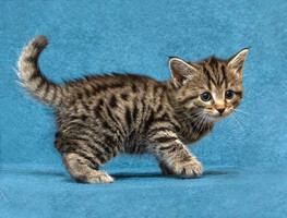 Собаки и кошки в добрые руки