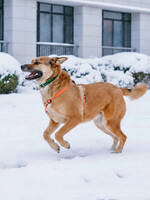 Собаки и кошки в добрые руки