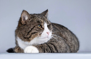 Собаки и кошки в добрые руки