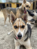 Собаки и кошки в добрые руки