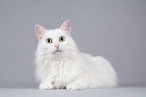 Собаки и кошки в добрые руки