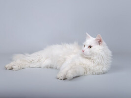 Собаки и кошки в добрые руки