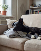 Собаки и кошки в добрые руки