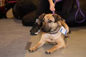 Собаки и кошки в добрые руки