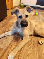 Собаки и кошки в добрые руки