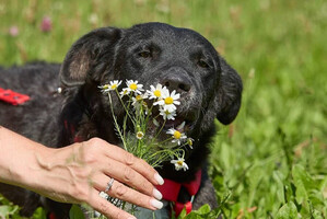 Собаки и кошки в добрые руки