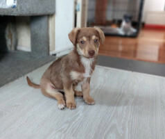 Собаки и кошки в добрые руки