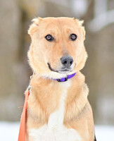 Собаки и кошки в добрые руки