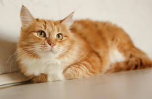 Собаки и кошки в добрые руки