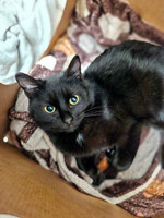 Собаки и кошки в добрые руки