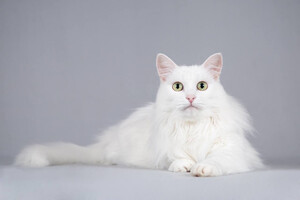 Собаки и кошки в добрые руки