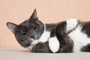 Собаки и кошки в добрые руки