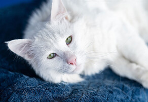 Собаки и кошки в добрые руки