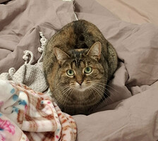 Собаки и кошки в добрые руки