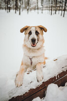 Собаки и кошки в добрые руки