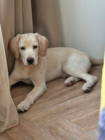 Собаки и кошки в добрые руки