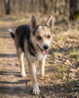 Собаки и кошки в добрые руки