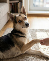 Собаки и кошки в добрые руки