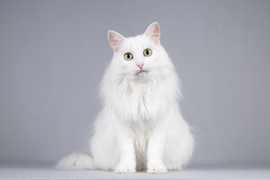 Собаки и кошки в добрые руки