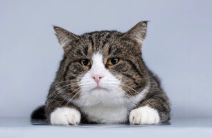 Собаки и кошки в добрые руки