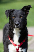 Собаки и кошки в добрые руки