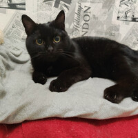 Собаки и кошки в добрые руки