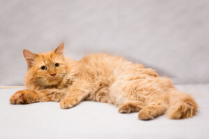 Собаки и кошки в добрые руки