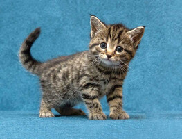 Собаки и кошки в добрые руки