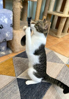 Собаки и кошки в добрые руки