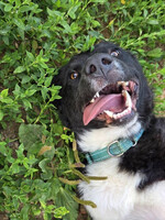 Собаки и кошки в добрые руки