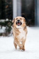 Собаки и кошки в добрые руки