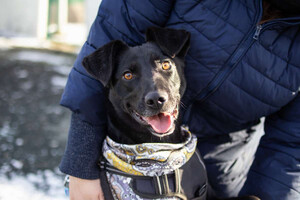 Собаки и кошки в добрые руки