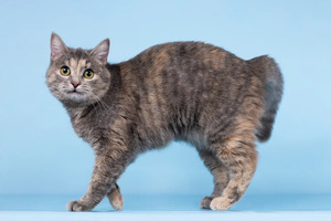 Собаки и кошки в добрые руки