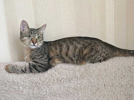 Собаки и кошки в добрые руки