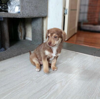 Собаки и кошки в добрые руки