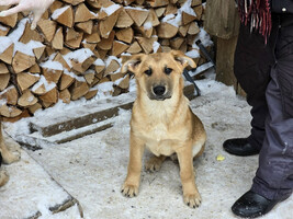 Собаки и кошки в добрые руки