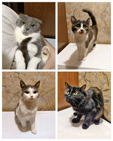 Собаки и кошки в добрые руки