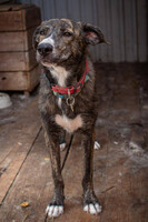 Собаки и кошки в добрые руки