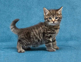 Собаки и кошки в добрые руки