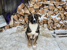 Собаки и кошки в добрые руки