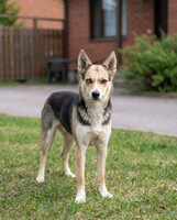 Собаки и кошки в добрые руки