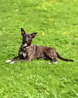 Собаки и кошки в добрые руки