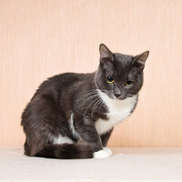 Собаки и кошки в добрые руки