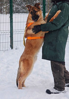 Собаки и кошки в добрые руки