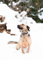 Собаки и кошки в добрые руки