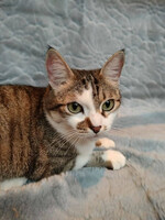 Собаки и кошки в добрые руки